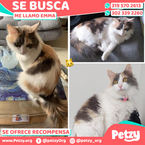 Foto de mascota Emma