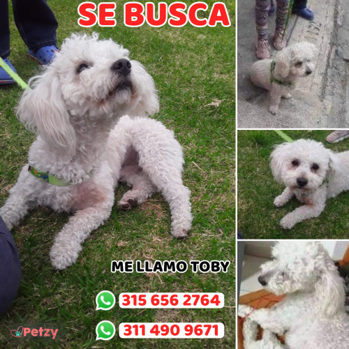 Foto de mascota Toby