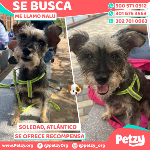 Foto de mascota Nalu
