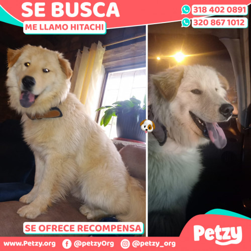 Foto de mascota Hitachi