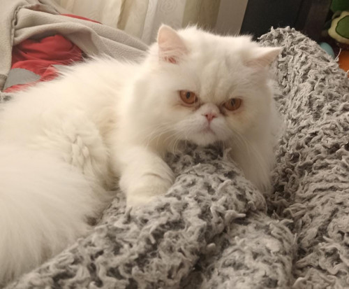Tini