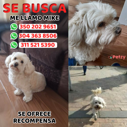 Foto de mascota Mike