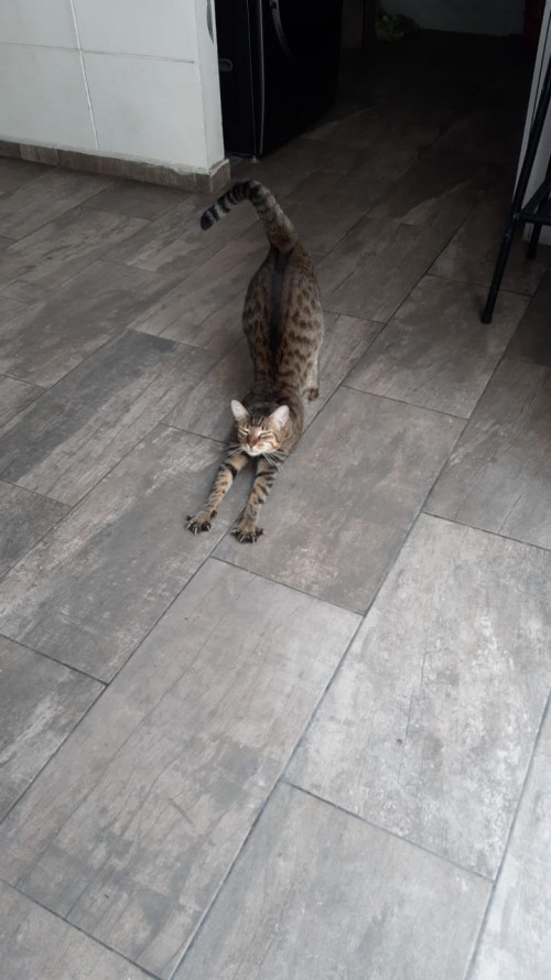 Tato