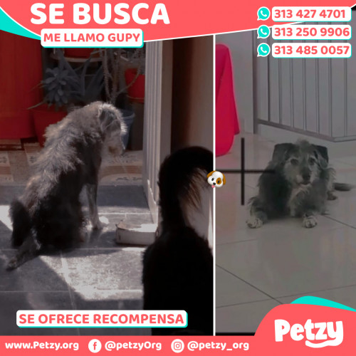 Foto de mascota Gupy