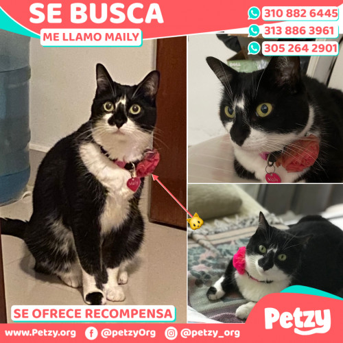 Foto de mascota Maily