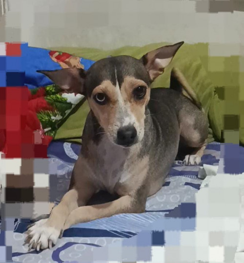 Milu