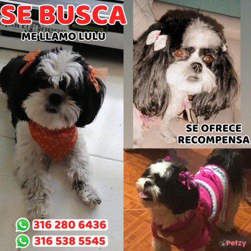 Foto de mascota Lulú