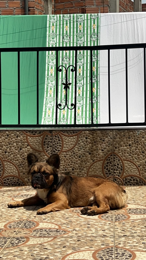 Dexter