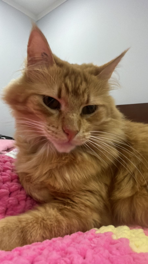 Simba