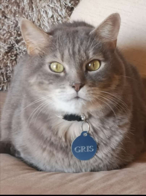 Gris