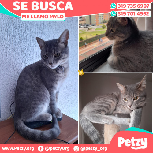 Foto de mascota Mylo