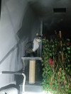 Foto de Tornillo en Pereira Risaralda #9