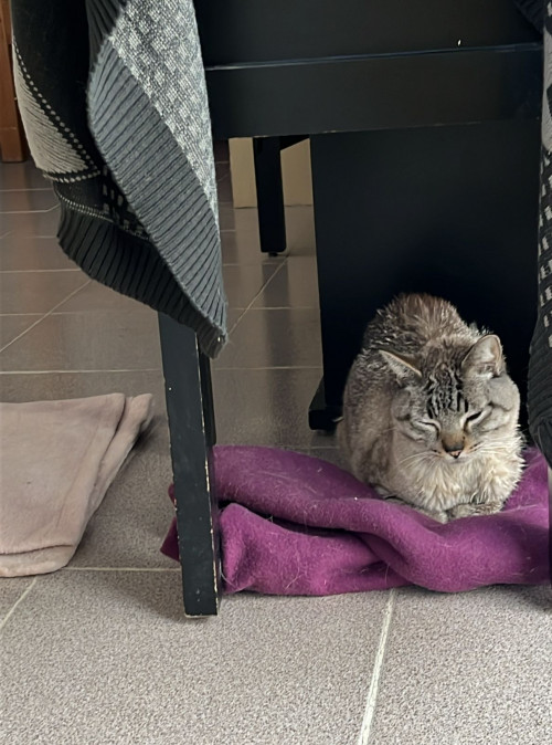 Bilbo