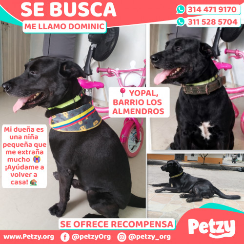 Dominic