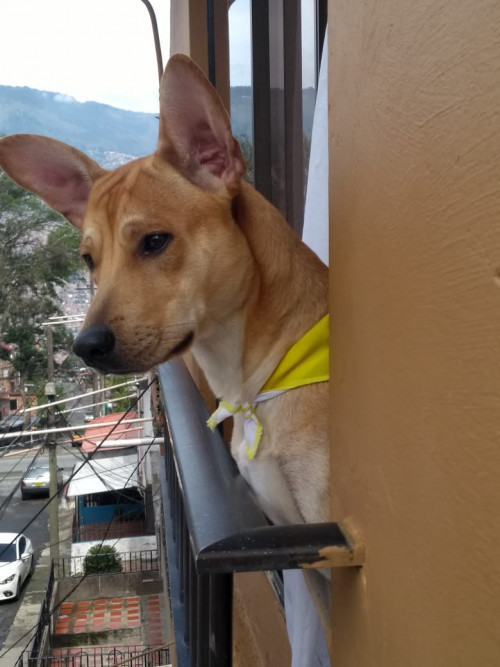 Bruno
