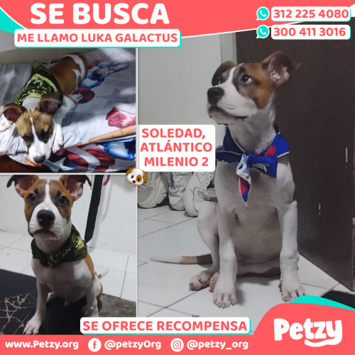 Foto de mascota Luka Galactus