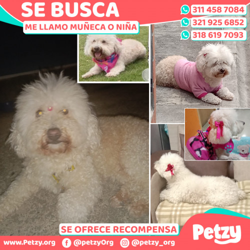 Banner de Muñeca O Niña