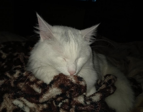 Wisky