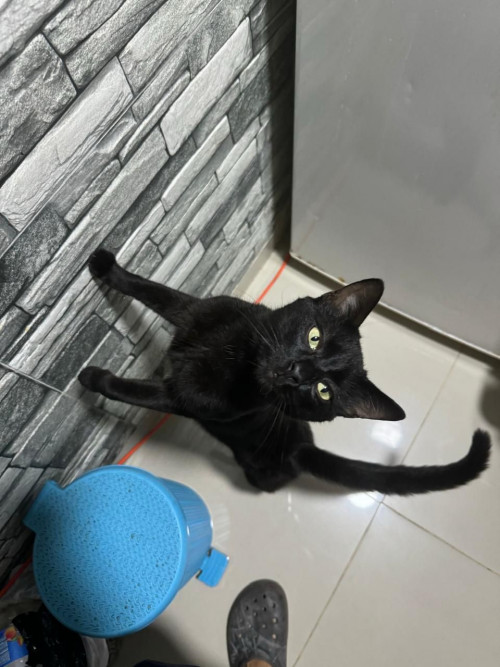 Chimu