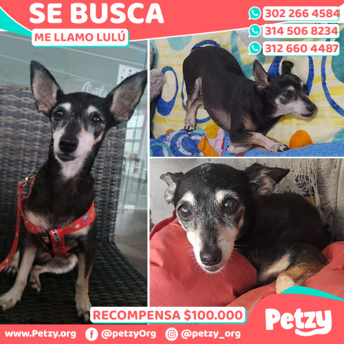 Foto de mascota Lulú