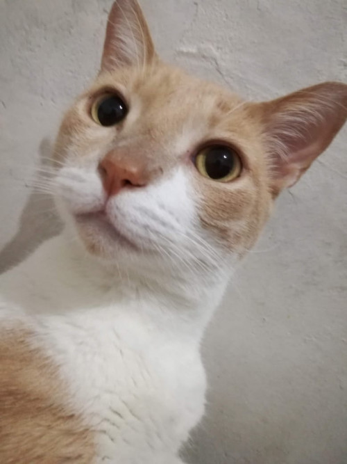 Milo