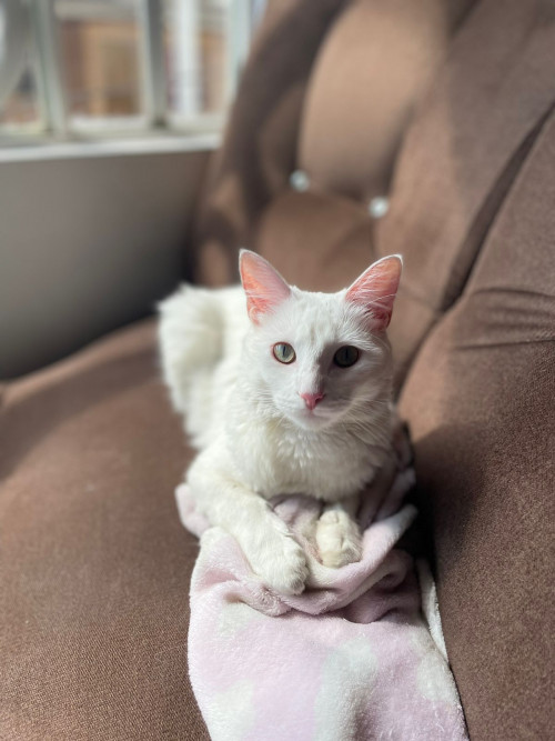 Kitty