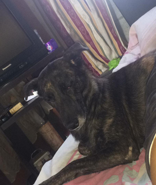 Negra