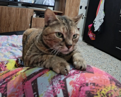 Niña