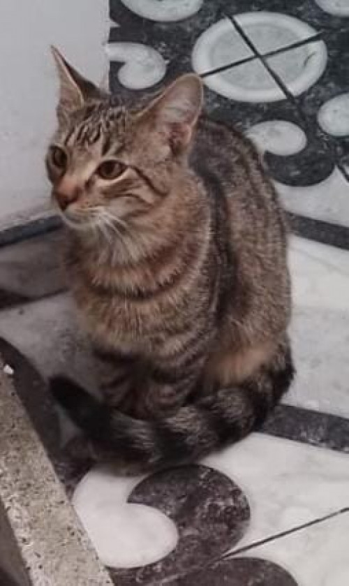 Rayito