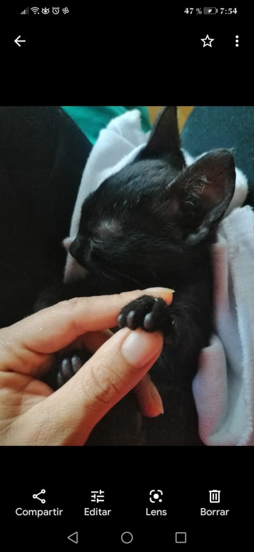 Tofu