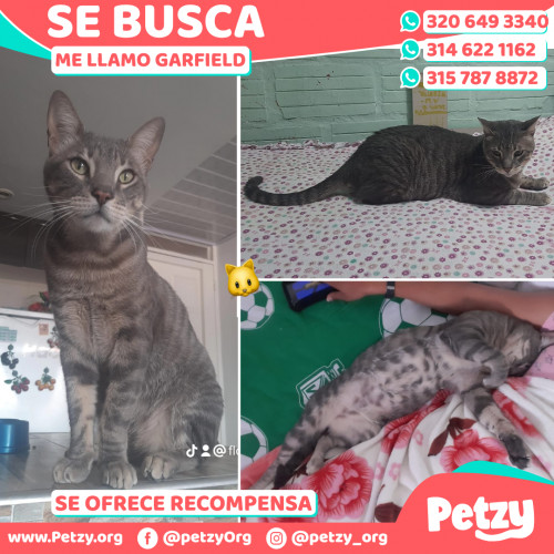 Foto de mascota Garfield