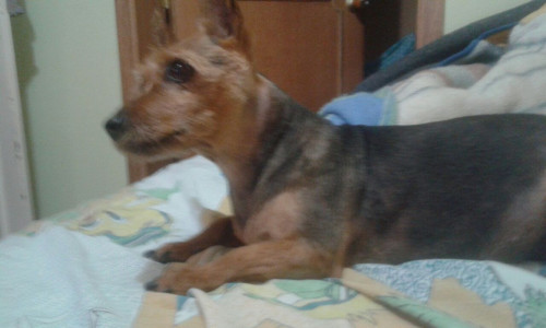 Susy