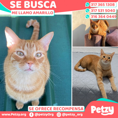 Foto de mascota Amarillo