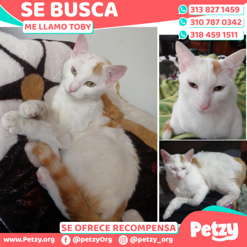 Foto de mascota Toby