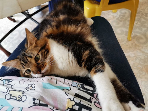Nala