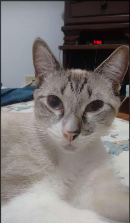 Milú