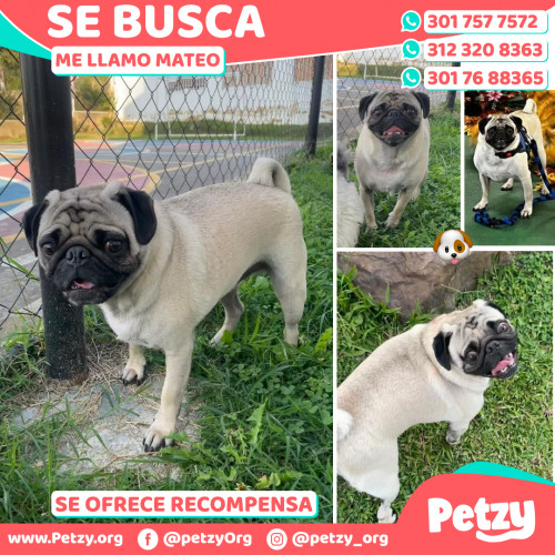 Foto de mascota Mateo