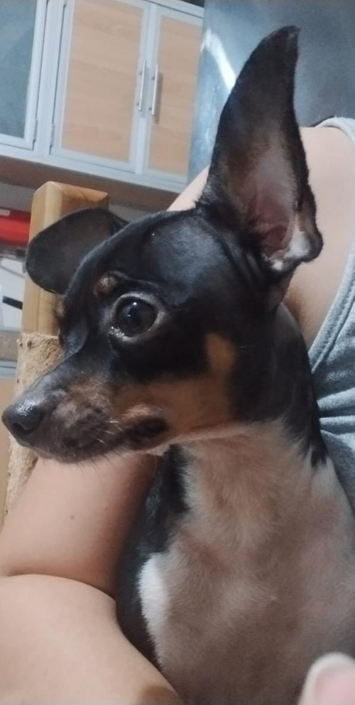 Paco