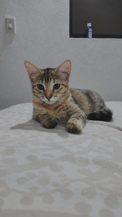 Canela