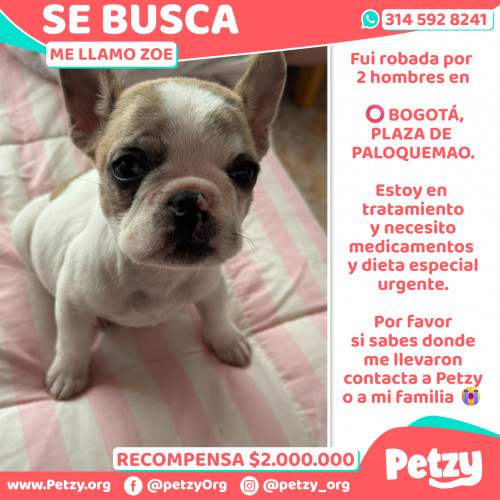 Foto de mascota Zoe