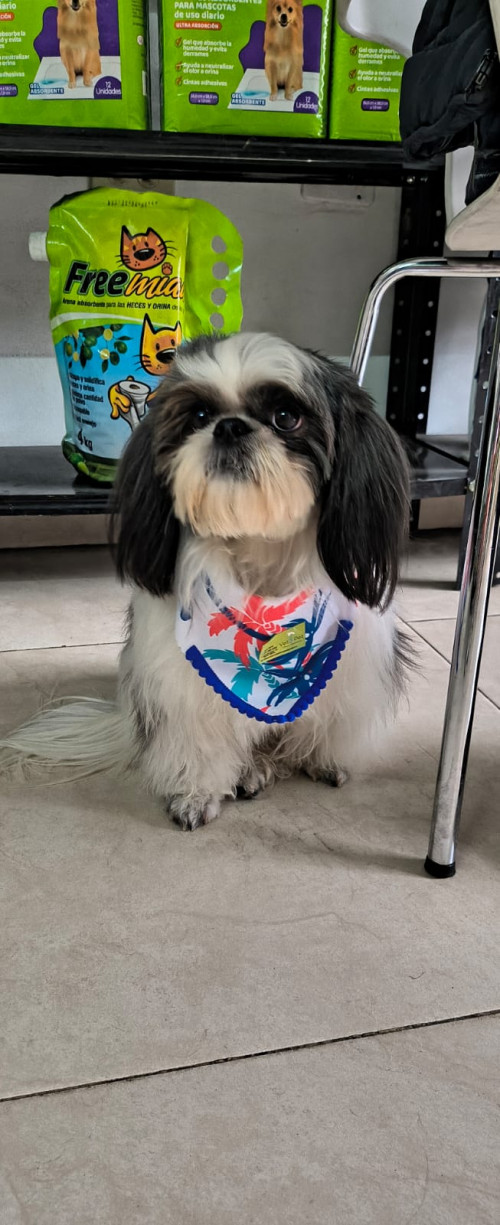 Este Perrito