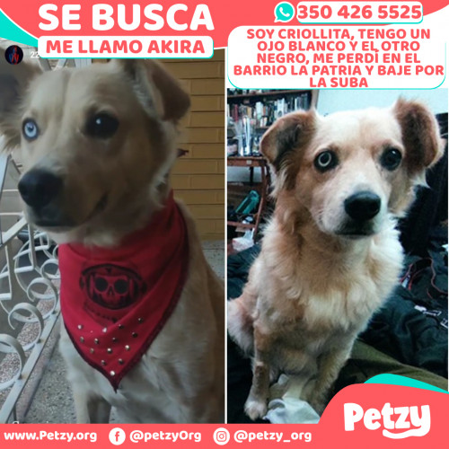 Foto de mascota Akira