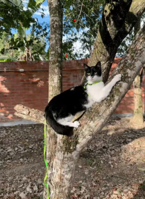 Panchito