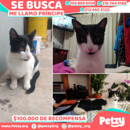 Foto de mascota Príncipe 