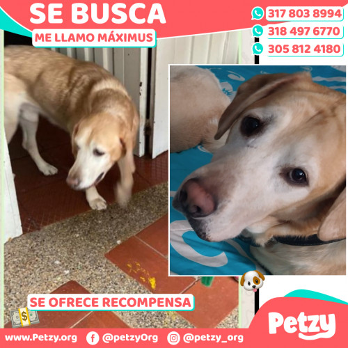 Foto de mascota Máximus