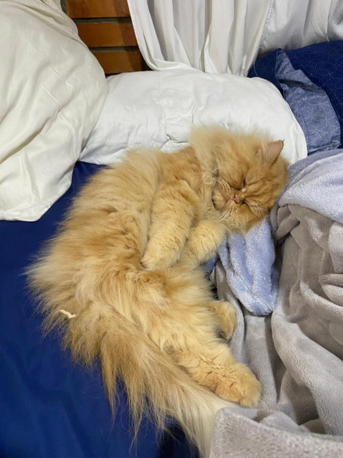 Garfield