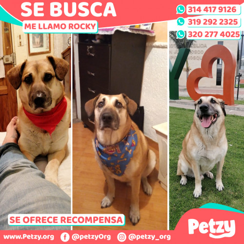 Foto de mascota Rocky