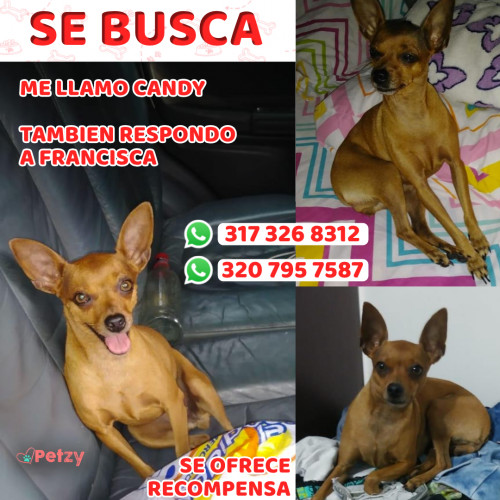 Foto de mascota Candy O Francisca 