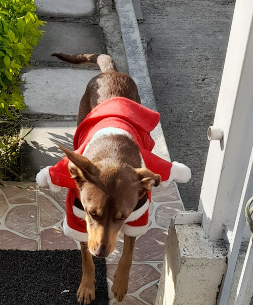 Canela