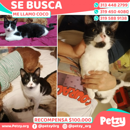 Foto de mascota Coco 